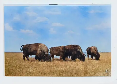 Bison