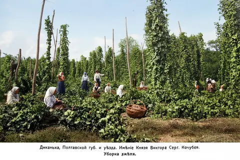 Dikanka. Hop harvest