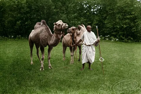 Camels at Antonina's estate in Volyn, 1904