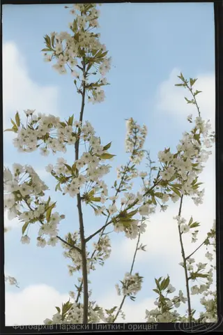 Cherry blossoms against the sky