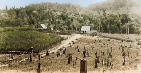 Tree stumps in the first Ukrainian settlements in Brazil