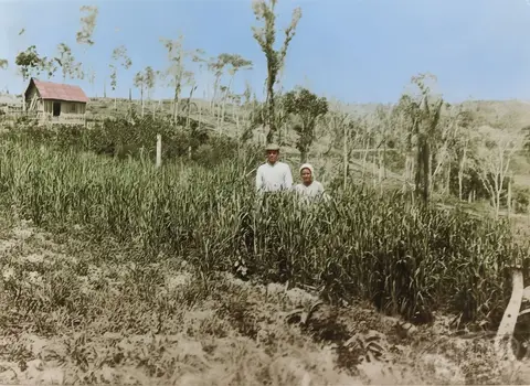 The first Brazilian harvests of the first Ukrainians on the continent in wild conditions