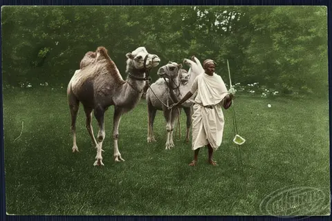 Camels at Antonina's estate in Volyn, 1904